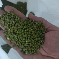 گندم و ماشک تمیر و عالی