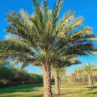 اقلیم قم خیلی کم آبه نخل یه گزینه خوبه پالم|خدمات باغبانی و درختکاری|قم, انصارالحسین|دیوار