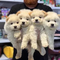 چاو چاو های کوچولو