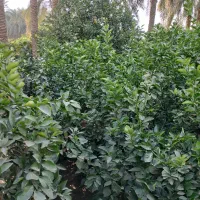 فروش نهال پرتقال محلی