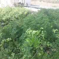 نهال انجیر و انگور و گل|گل و گیاه طبیعی|شیراز, دانشکده دامپزشکی شیراز|دیوار