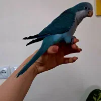 جوجه راهب رنگ خاص خوشگل فول رام عروسک سخنگو