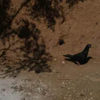 کفتر کلاغ ساده زاغ|پرنده|خواف, |دیوار