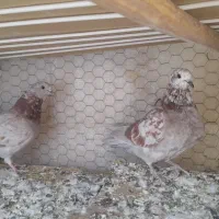 جفت کبوترپیس وقلمکاربپروبازیکن بامفلق هاشون|پرنده|شاهین‌شهر, حاجی آباد|دیوار