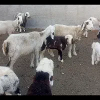 میش و بره