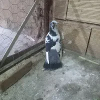 پلنگ|پرنده|سبزوار, امیر کبیر|دیوار