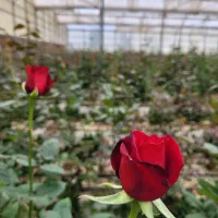 استخدام نیروی کار در گلخانه