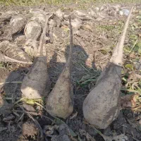 چغندر|عمده‌فروشی|بکتاش, |دیوار