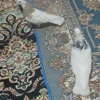 کبوتر|پرنده|کرمانشاه, |دیوار