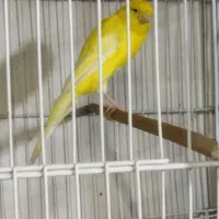 قناری رسمی بلند و رسمی