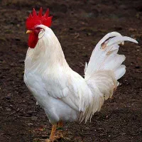 پخش انواع دام زنده