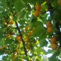 محصولات ارگانیک و خونگی|خوردنی و آشامیدنی|شیراز, منطقه هوایی شهید دوران|دیوار