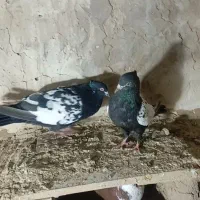 سینه سیاه|پرنده|بناب, |دیوار