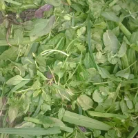سبزی قورمه کوکو اش کلی