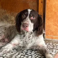 سگ گمشده|حیوانات|کلاچای, |دیوار