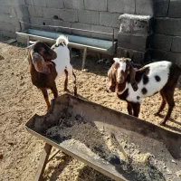 2 عدد بزغاله نر و یک بره نرینه