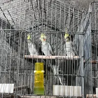عروس هلندی طوطی برزیلی