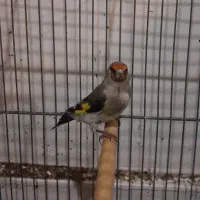 یدونه سهره نر