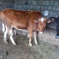 گوساله برای عید قربان چاق ۱۱۰ کیلو گوشت گاو گوسفند