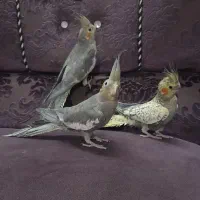 فروش عروس هلندی