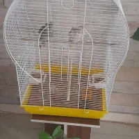 فروش عروس هلندی  دو میلیون