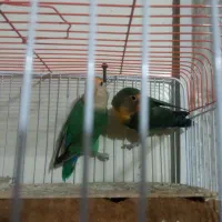 طوطی برزیلی مولد