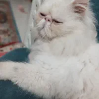 گربه پرشین نر|گربه|کوچصفهان, |دیوار