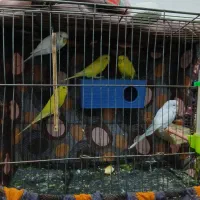 مرغ عشق نر و ماده