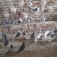 کبوتر زدخوردی