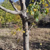 فروش یک قطعه زمین کشاورزی به متراژ 800متر|فروش زمین و ملک کلنگی|مریوان, |دیوار