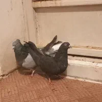 کبوتر اصفهانی