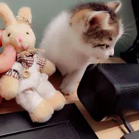 دنیای گربه ها|گربه|ری, شهرری|دیوار