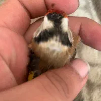 سهره نر محاجر رخ قفل|پرنده|اردبیل, |دیوار