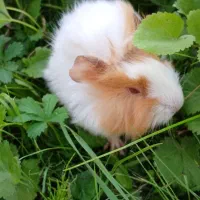 خوکچه های رنگا رنگ|موش و خرگوش|کوچصفهان, |دیوار