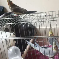 عروس هلندی جفت مولد|پرنده|اصفهان, شیخ اشراق|دیوار