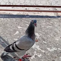 پلاکی|پرنده|چغادک, |دیوار