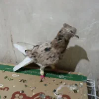 کوهی دوم سفید