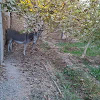 اجاره باغ در طبیعت بکر|اجارهٔ کوتاه‌مدت ویلا و باغ|فلاورجان, |دیوار