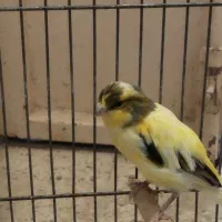 ماده قناری جوان + قناری نر|پرنده|خمینی‌شهر, |دیوار