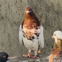 کبوتر کله ای|پرنده|بیجار, |دیوار