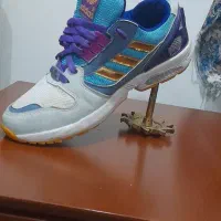 کفش|کیف، کفش، کمربند|مشگین شهر, |دیوار