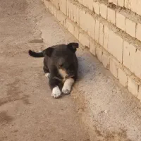 سلام وقت بخیر بوبی ۶ماه