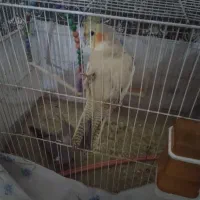 عروس هلندی|پرنده|رضویه, |دیوار