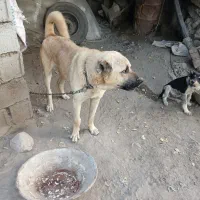 سگ گله|سگ|هوراند, |دیوار
