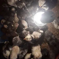 جوجه گلین|حیوانات مزرعه|بروجن, |دیوار