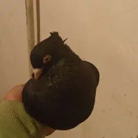 کبوتر زاغ|پرنده|دورود, |دیوار