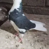 کبوتر اوچان ساعتی|پرنده|مشگین شهر, |دیوار