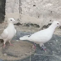 سفید پلاکی کاکلی بیرجندی یا پاکستانی|پرنده|شیراز, حجت آباد|دیوار