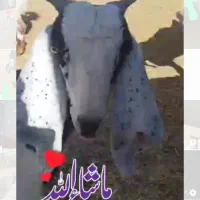 گوسفند ، بز|حیوانات مزرعه|ایرانشهر, |دیوار