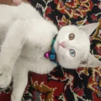گربه چشم دو رنگ واگذاری